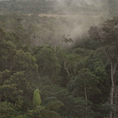 Screaming Piha is singing and whistling in the tropical forest of Gran Sabana (Venezuela).