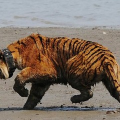 Tiggahh [Wonderful Things About Tigger Remix]