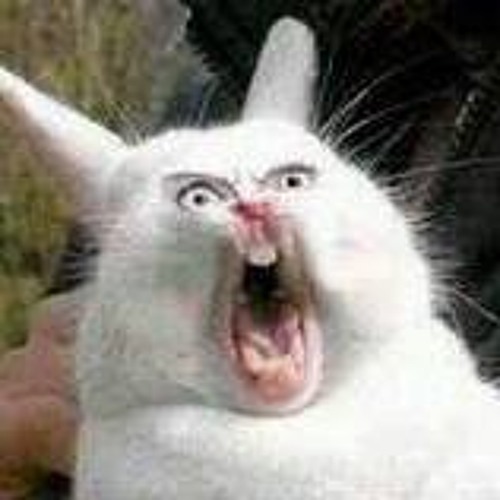 Start The Rabbit
