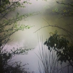 Alone in Fog, Drowned in Nature