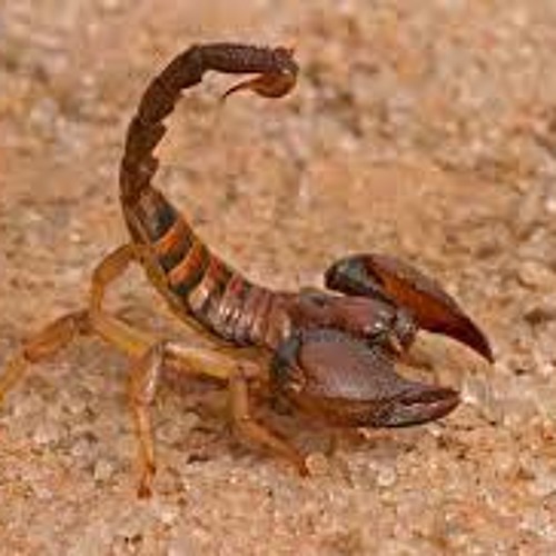 Deadly Sting