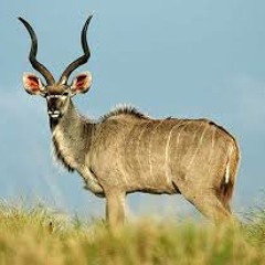 Kudu