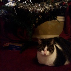 Creative Project 2014: Что ж мне делать с моим котом? (Darn That Cat!)