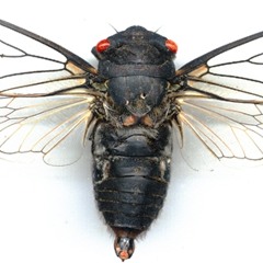 Cicada: Redeye (Psaltoda moerens) calling song