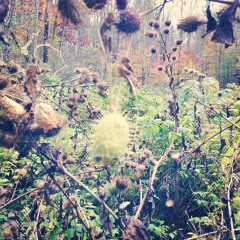 Calalilly (Autumn Approaches)