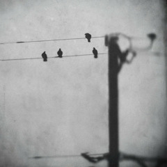 CORNER LAMBS - Transbordador