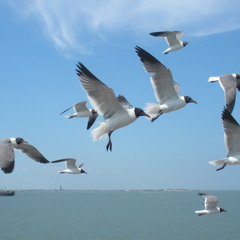 "Singing to the Clouds" - excerpts