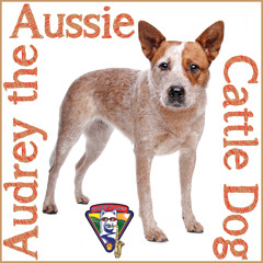 Audrey The Aussie Cattle Dog