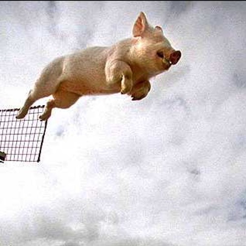 Летающие свинки картинки. Летающая свинья. Летающий кабан. Поросенок в полете. Хрюшка в полете.