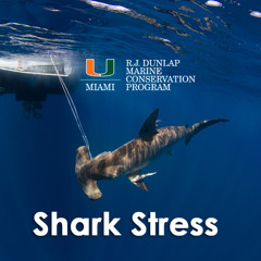 Shark Stress in Catch and Release Fishing