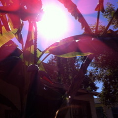 Aloha Au Ia Oe ~I Love You~