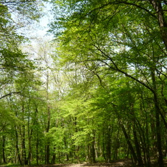 The Woods II. - The Keepers of Sacred Silence