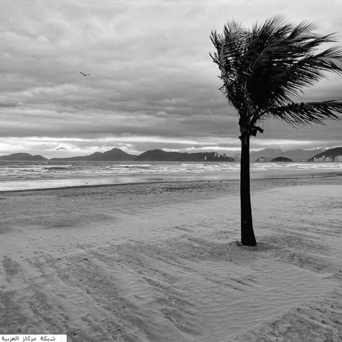 ريح الغواية .... أسامة همداني