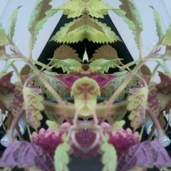 Beenie Man ft. Wyclef Jean and Redman - Love me now (Dytiscid Remix)