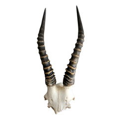 Joshi Blues - Multitrack Cassette Recording