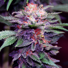 "Chief" from beatwave! pt. 3