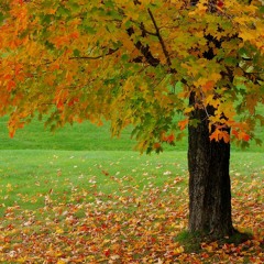 بنویس - مهستی
