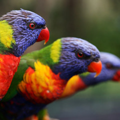 ENCOM & Jezzy - Birds