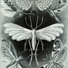 Entropia