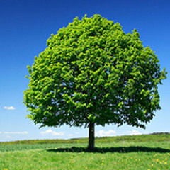 Linden Lea - Ralph Vaughan Williams performed by Joseph Goodwin