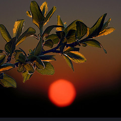 Bahadır Şener - Biçare