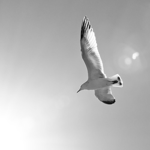 David Green - Like a Gull