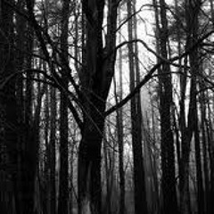 DARK FOREST