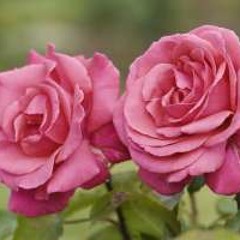 Tredde Feat Aye boog "Oh isn't She" Full version