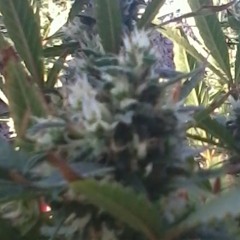 6:38 - VOLAKTIKOZ - INEDITO2013