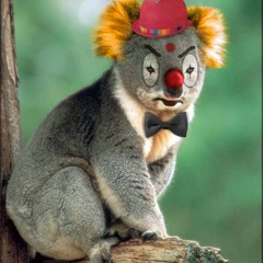 Clown Koala