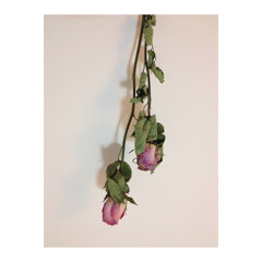 Why'd You Only Call Me When You're High (Cover)