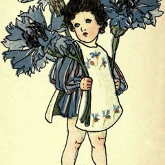 Cornflower