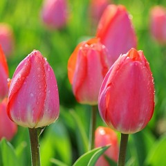 新不了情-萧敬腾