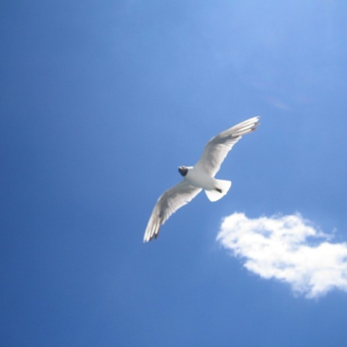 Fly Away Juliet