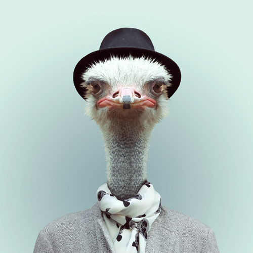 Hipstruche Mix
