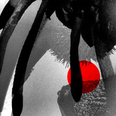 Polmo Polpo - "String Theory"