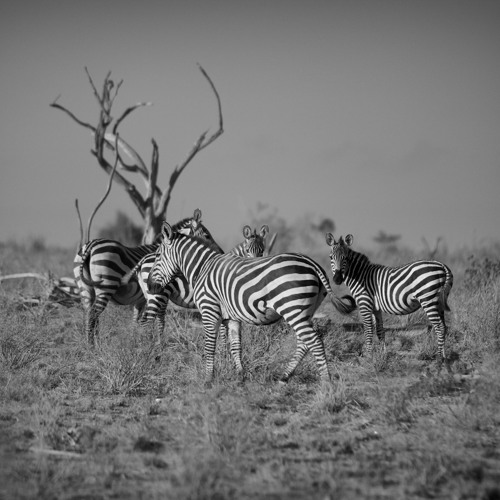 ASIP - der Schiedsrichter