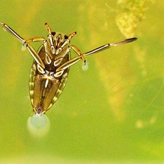 Lesser Water Boatman, the loudest underwater insect