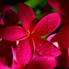 Rectification of the Female Servants of Allah (Covered Gems Sister’s Cyber Seminar)