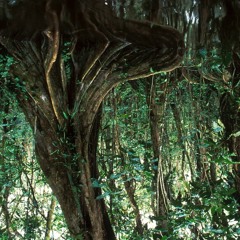 Henri Texier x Bonobo - Les La-Bas (Breeder Edit)