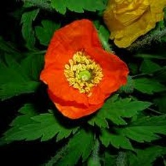 Poisoned Poppy