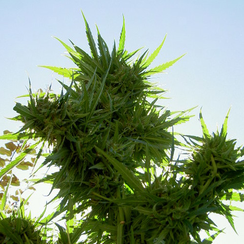 The Scientist - Mary Jane I Luv Ya