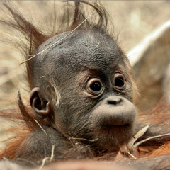 Night of the Ape(LIVE) [By Adam and Jake]