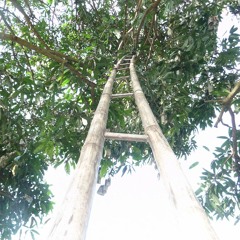 Wunderhübsche Ansammlung #1