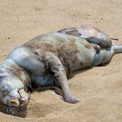 Vexed - Monster of Montauk