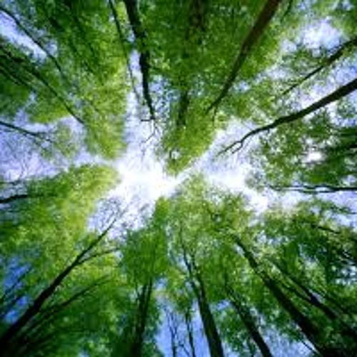 Tree Tops (Produced by Gravity Beats)