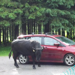 Radio Free Stanstead | February 22 2014 | Proud of our roots