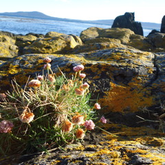 11 Spring in the Rye