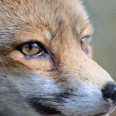Oxo Foxo - The Hunting Song (Alexander Techneeqs Drum and Bass Mix)