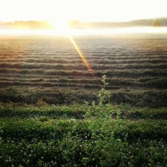 Leonard Cohen—Hallelujah Cover—take one